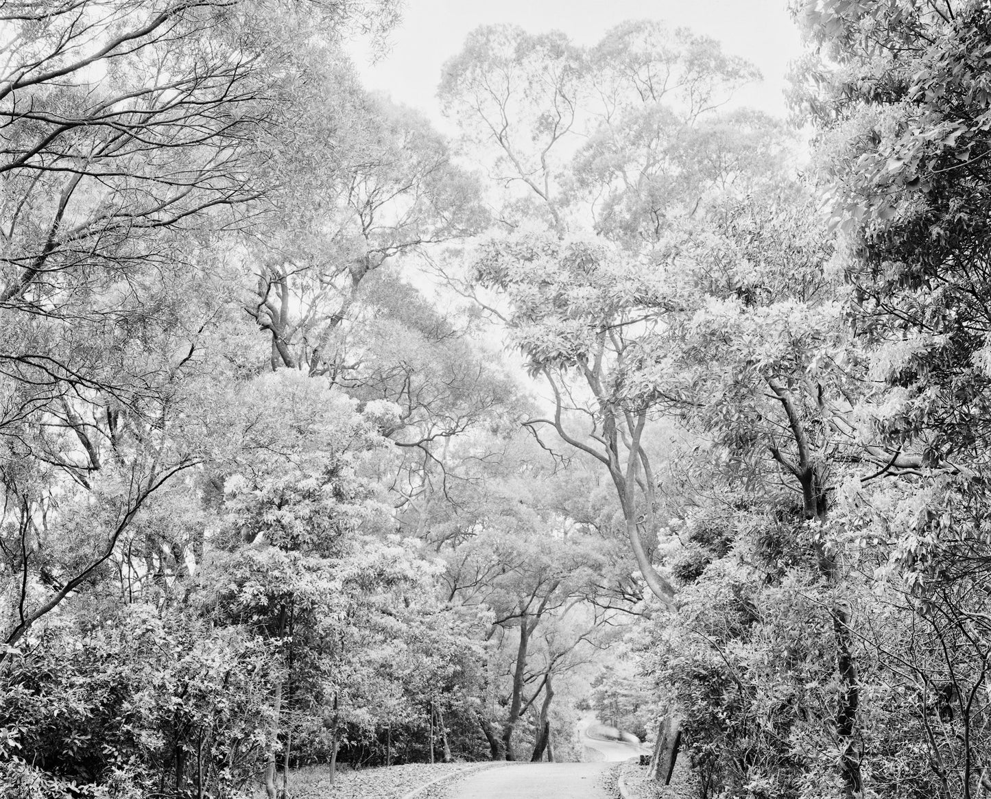Rollei RPX 25 120 B&W Film
