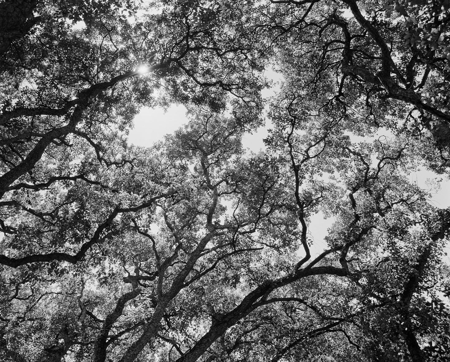 Rollei RPX 100 120 B&W Film