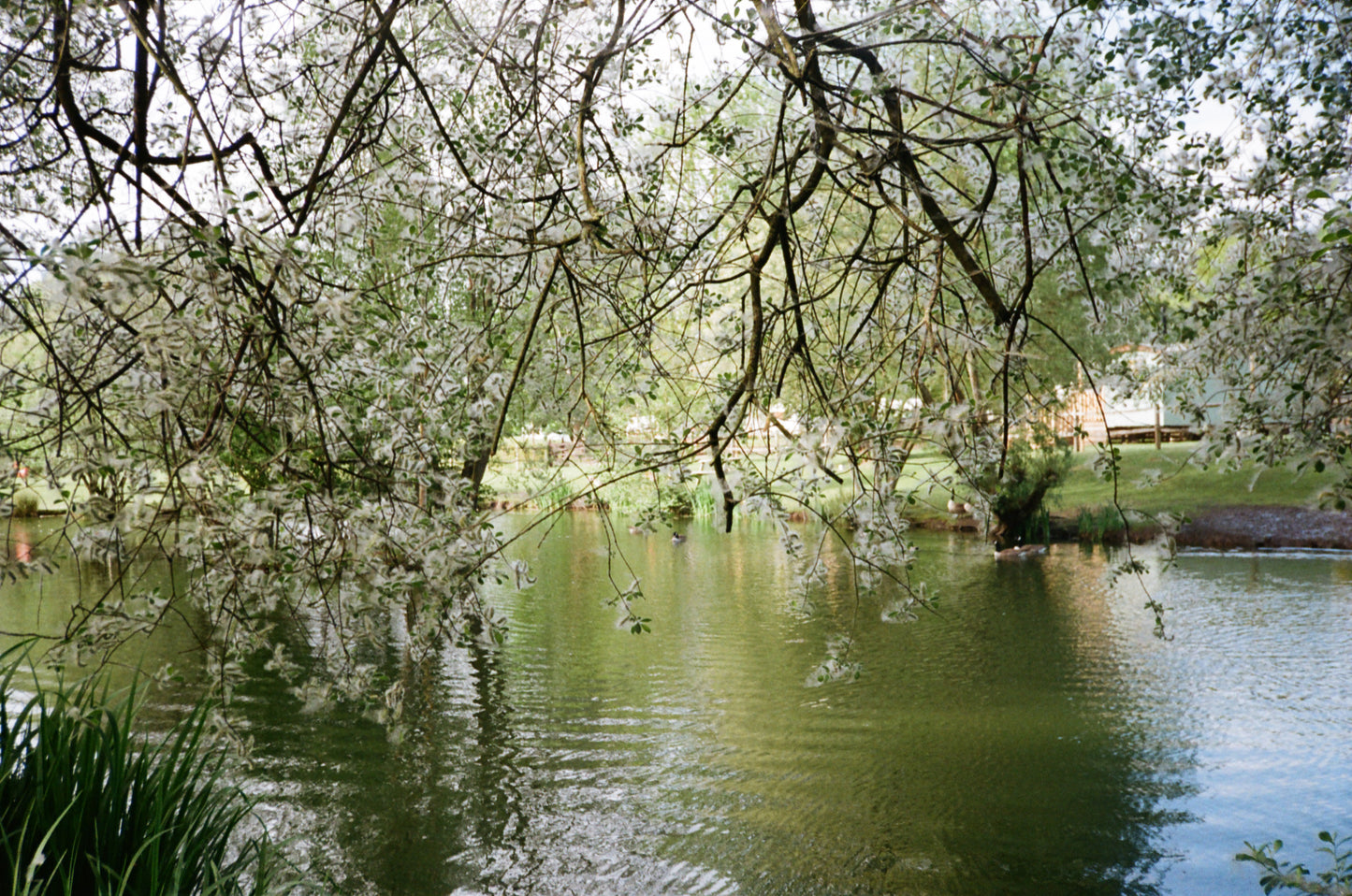 Pentax PG-50 35mm Film Camera - Point And Shoot