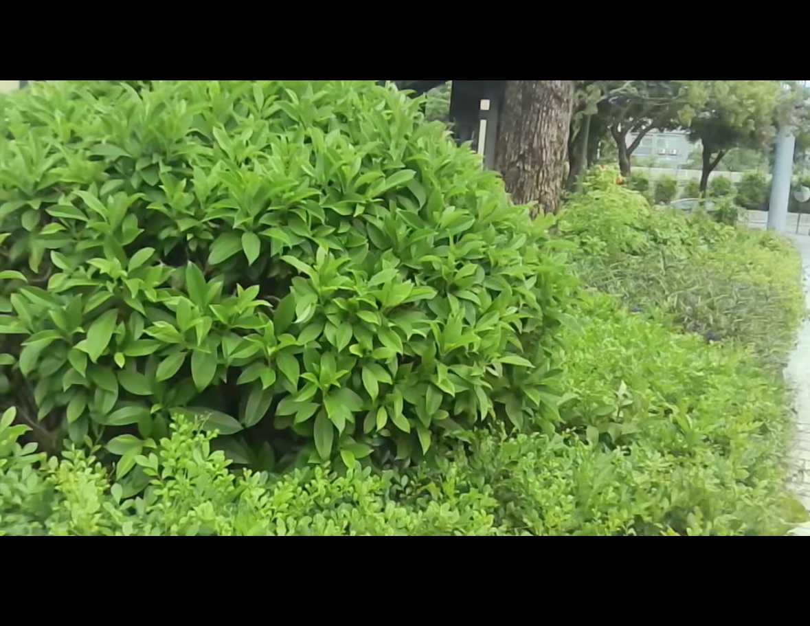 Clikoze Mini Digital Camera with 16GB Micro SD Card