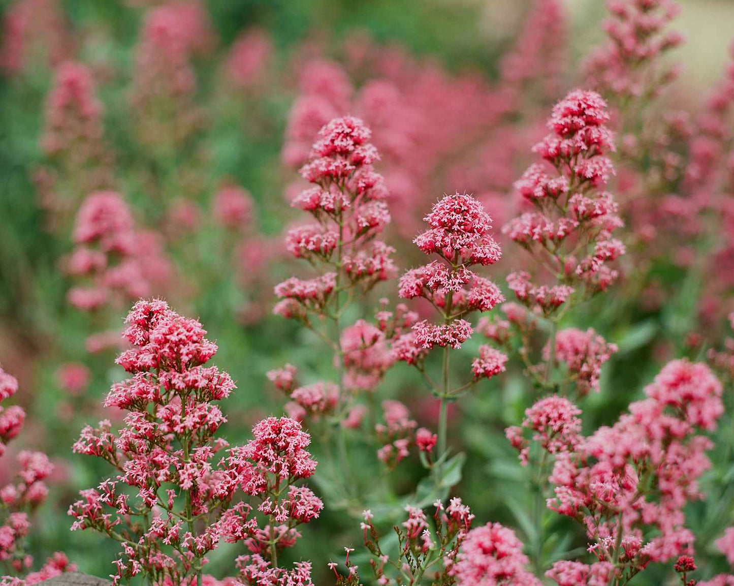 Kodak Ektar 100 Eastman Pro Film 36 Exposure