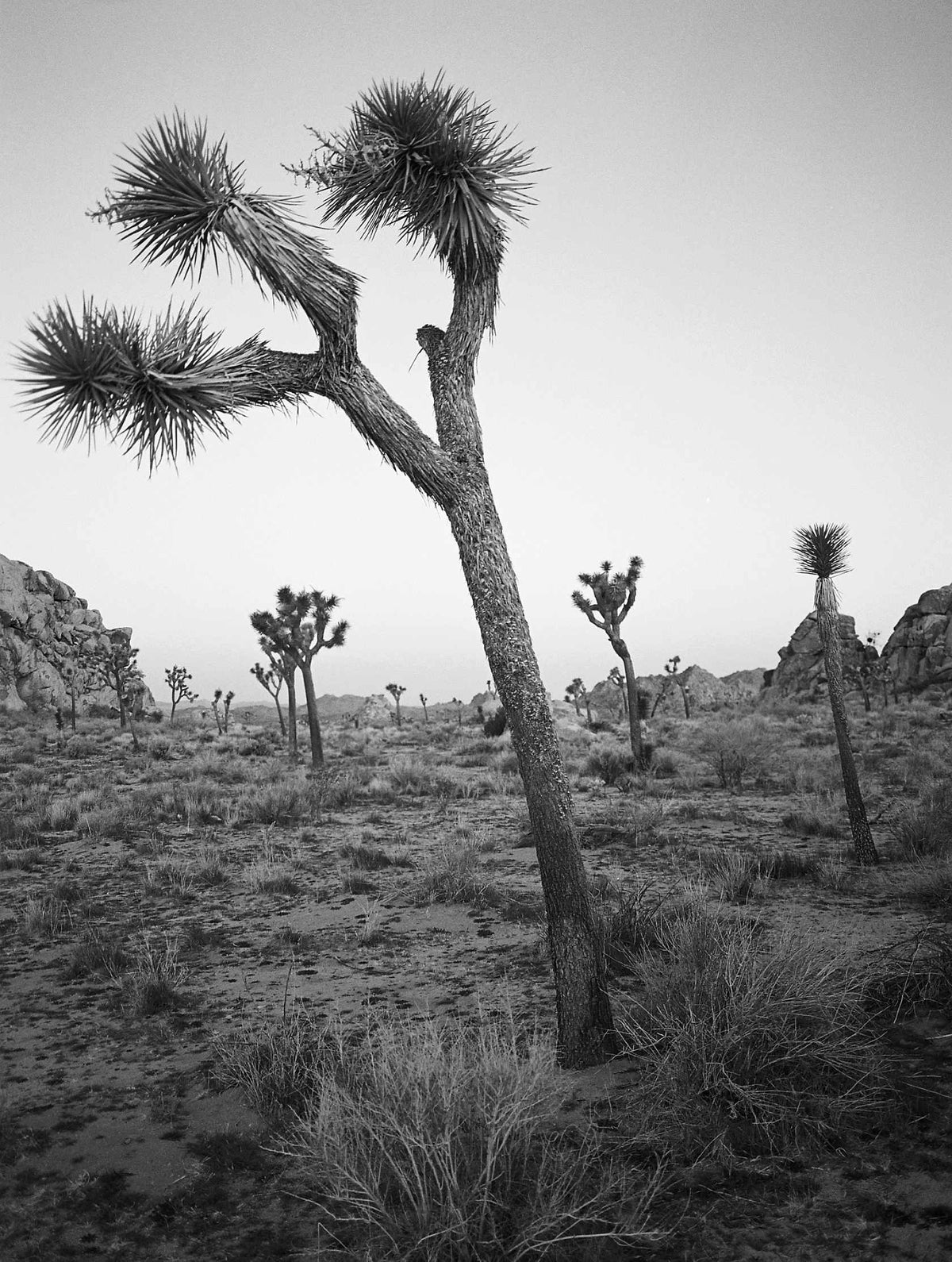 Kodak Ektapan 400 Black & White 36 Exp Film