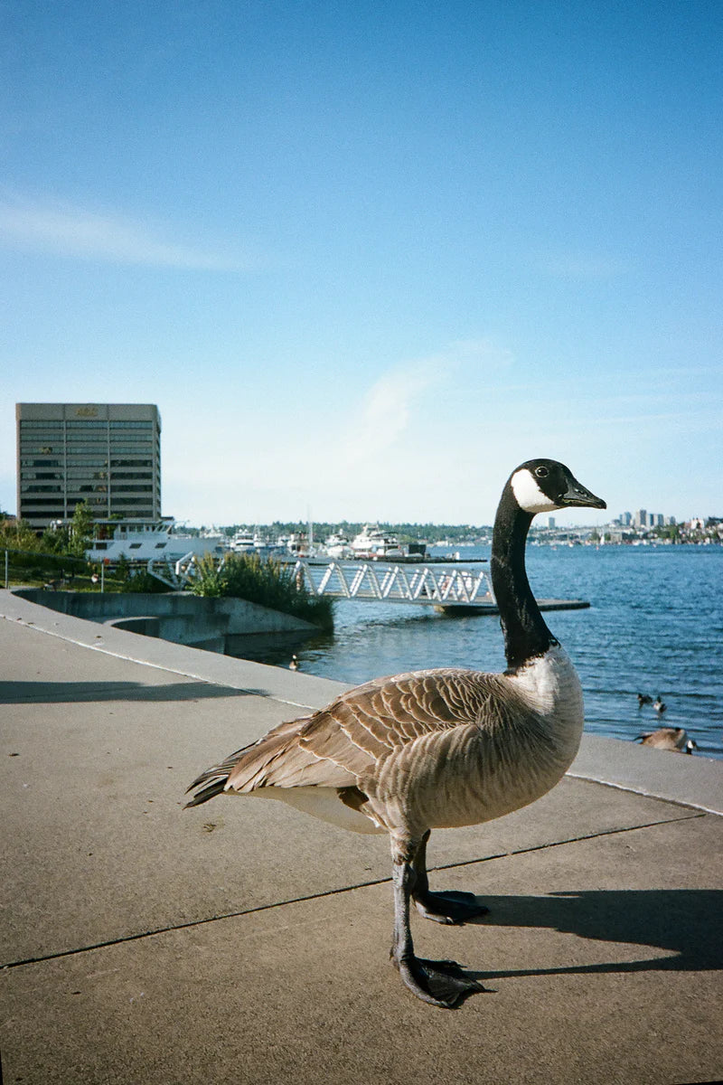 Kodak Snapic A1 Film Camera 35mm - PRE-ORDER