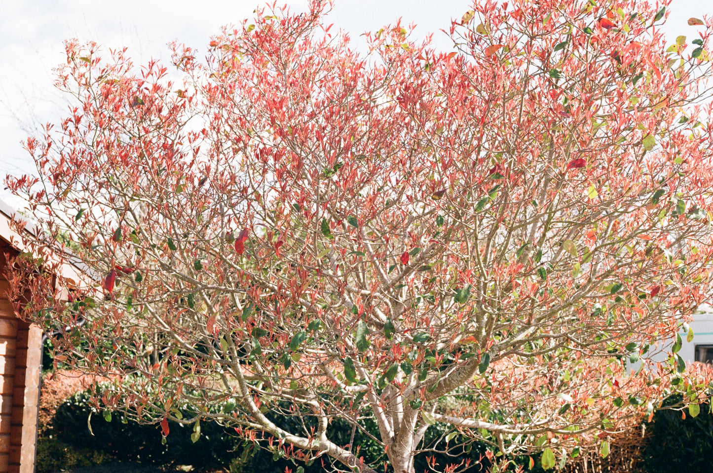 Kodak Gold 200 Film 35mm
