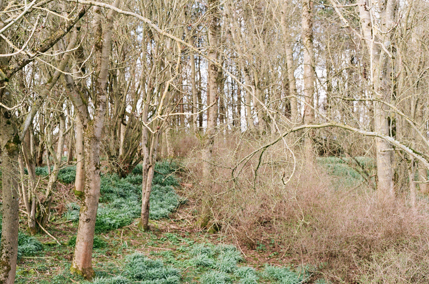 Kodak Gold 200 Film 35mm