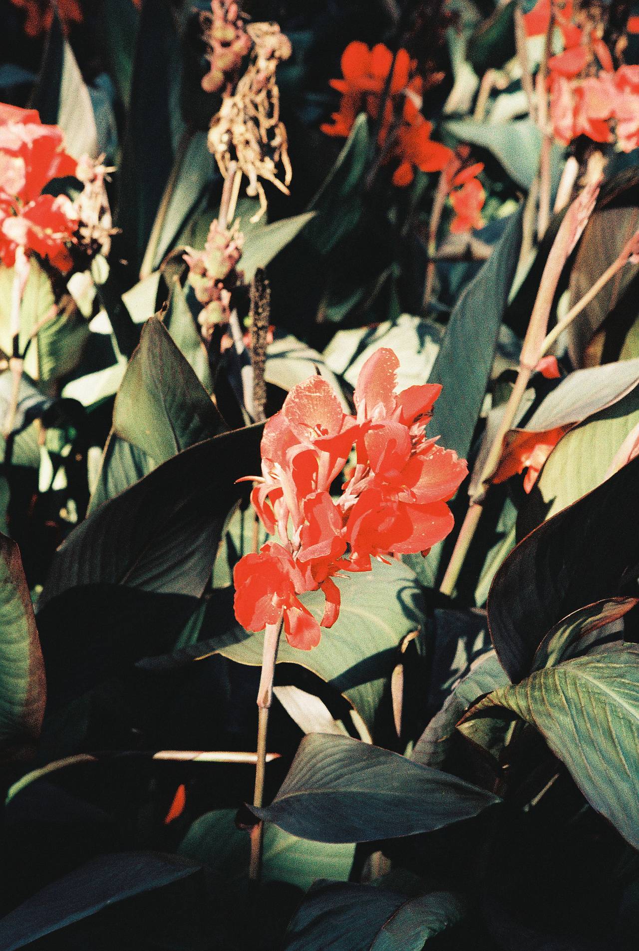 LomoChrome Classicolor 200 35mm Film