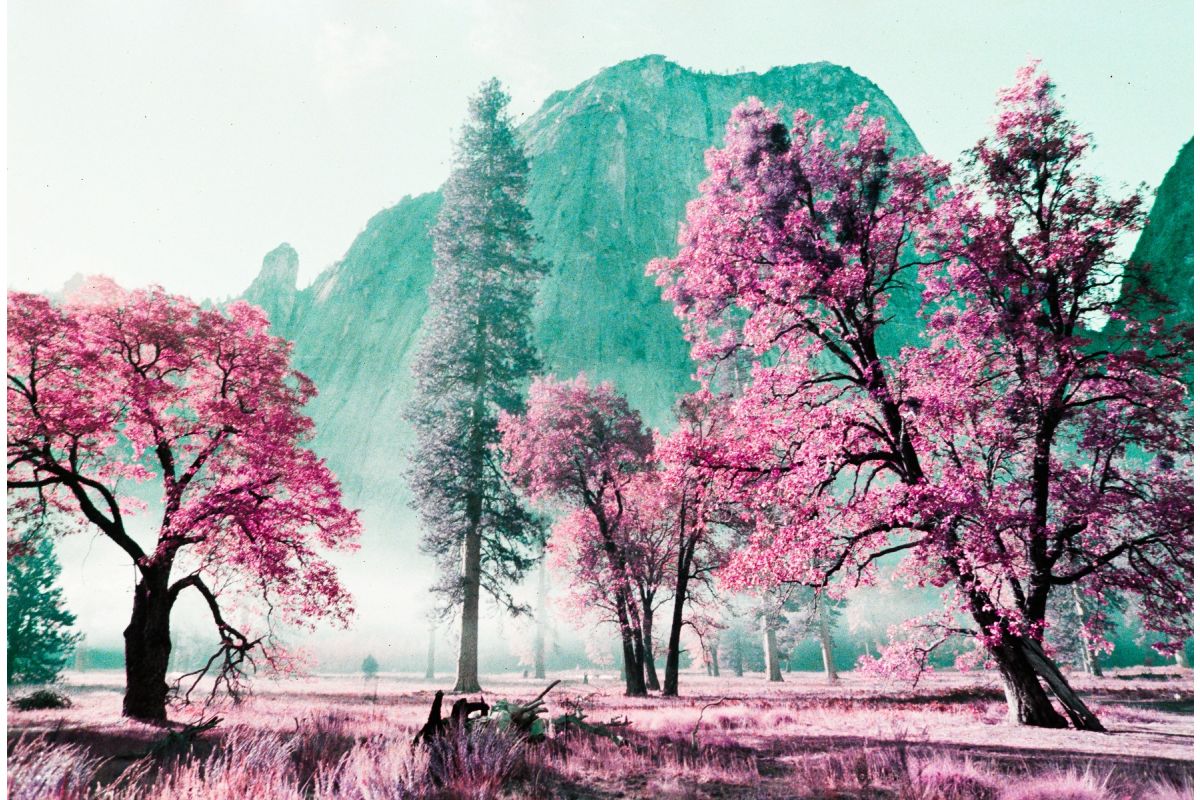 Lomography LomoChrome Purple 35mm Film 100-400 ISO