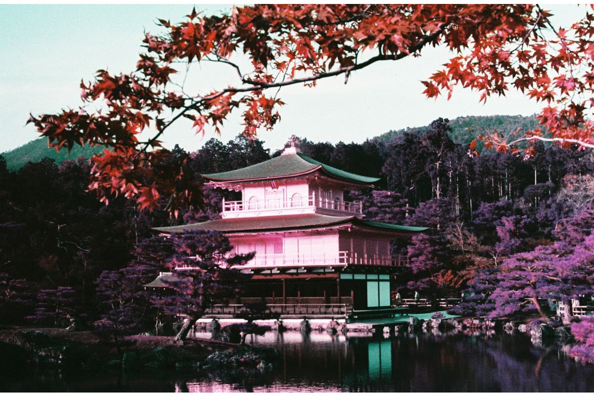 Lomography LomoChrome Purple 35mm Film 100-400 ISO